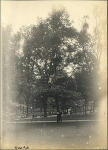 Tree Number Thirteen in the Boston Common