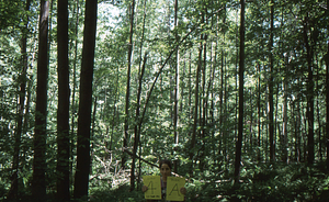 Birch Strips - White Birch Regeneration Study - White Birch Study Area. Strip Treatment Plot 4A. Landscape orientation.
