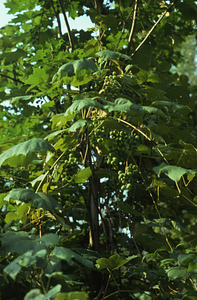 Domestic grapes growing in Moon Lot - Primmer Farm.