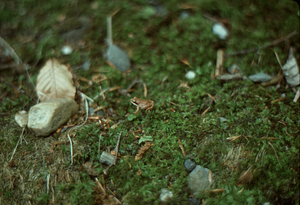 Wood frog in Beinecke Stand.