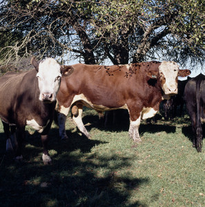 Cow, Watson Farm, Jamestown, R.I.
