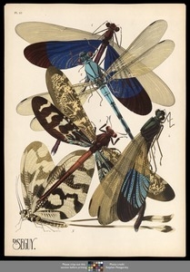 Insectes. Plate 10 - Digital Commonwealth