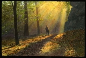 Man walking in the woods under rays of sunlight