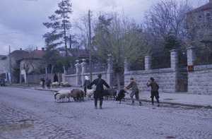 Herding sheep down Aranđjelovac main street
