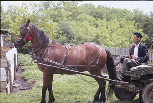 Horse star of "The Halperns in Orašac"