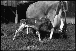 Jersey cow and new born calf, Montague Farm Commune