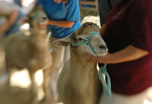 Franklin County Fair: Sheep being shown