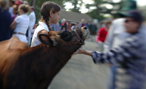 Franklin County Fair: Girl leading her Jersey cow