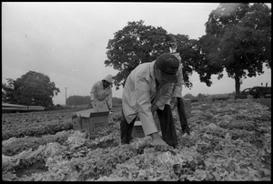 Lettuce picker in the fields, probably western Massachusetts