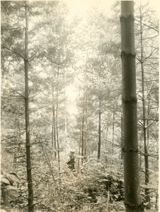 Forestry and Wildlife Management - Tripanese, Dr.