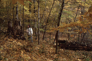 Carol Collier '93 Senior Thesis on Beinecke Stand. 5. Dead and down large sugar maple near permanent plot 1043.