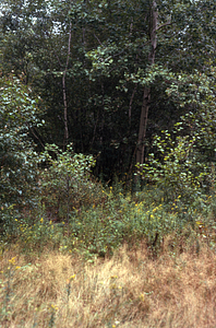 Quaking aspen (Populus tremuloides) and gray birch (Betula populifolia) invasion in Hopkins Pasture near Upper Loop and Lower Loop Trails intersection.