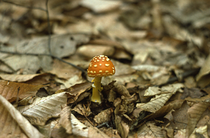 Fly agaric (Amanita muscaria) in permanent plot 1034.