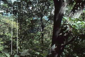 Canopy walkway. 1. View through the red oak canopy.
