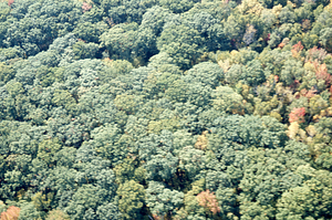 Aerial oblique view International Biological Programme (IBP) Plot - U.S. Forest Service Farm Forestry Unit A South. on 14 October 1971.