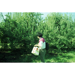 Suzanne Lee picking apples on a Chinese Progressive Association trip