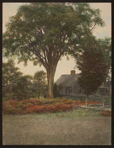 Tree and house, Danville, Vermont