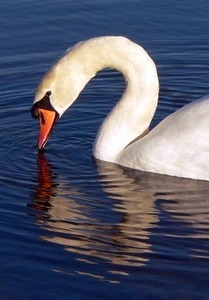 Swan floating on the water: beak to the surface