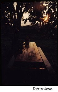 Picnic table at sunset, Tree Frog Farm Commune