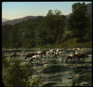 Catskills (cows drinking in shallow stream)