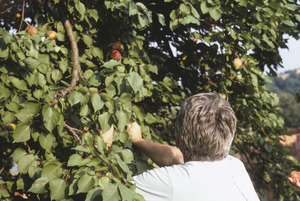 Picking apples