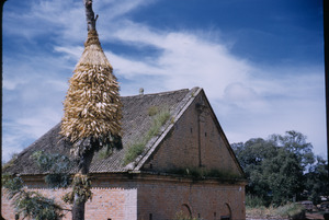 Corn drying in Nepal