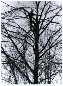 Nate trimming storm damage