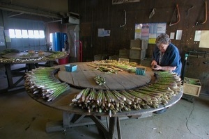 Hibbard Farm: woman at a round table, sorting and bunching asparagus