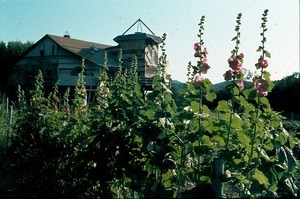 Gladiolas in bloom near McCue house