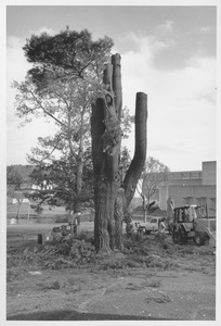 Class of 1878 Class Tree being chopped down and removed