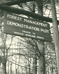 Forestry and Wildlife Management - Mt. Toby Forest