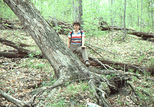 Sugar maple (Acer saccharum) tipped over by September, 1938 hurricane 48 years later. LeighAnne Harvey, Williams Class of 1986 as human scale factor.