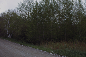 Hybrid poplar plantation on Northwest Hill Road.