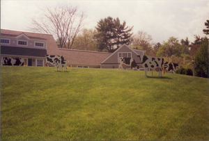 Cows