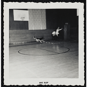 A police dog performs a drill with three Boston Police officers during a K-9 demonstration in a gymnasium