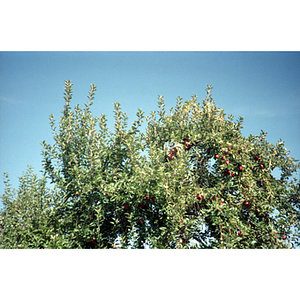 Woman climbs an apple tree during a Chinese Progressive Association trip