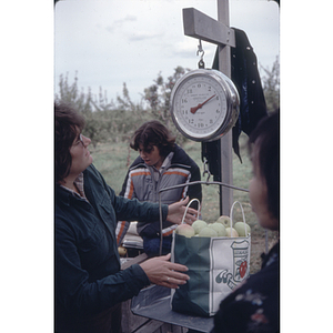 Woman weighing apples during a Chinese Progressive Association trip