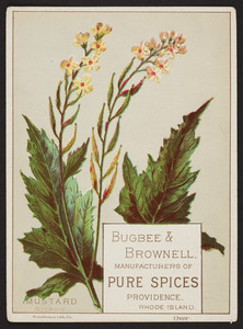 Trade card for Bugbee & Brownell, manufacturers of pure spices, Providence, Rhode Island, undated