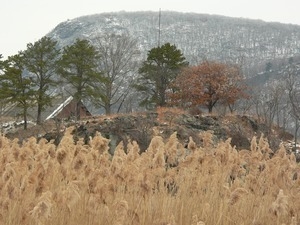 Marsh in a winter landscape