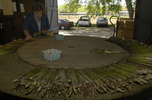 Hibbard Farm: woman at a round table, sorting and bunching asparagus