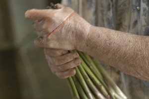 Hibbard Farm: close-up of a woman's hands while bunching asparagus