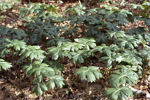 May-apple (Podophyllum peltatum) in herb layer near permanent plot 0911.