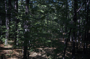 HMF Phenology #12 - 25 May 1972.