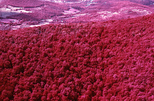 Aerial false color IR image of Moon Hollow headwall showing residual defoliation. False Color Infrared/True Color Project.