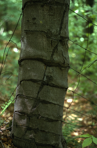Beech (Fagus grandifolia) tree trunk engulfing page wire fence along NY-MA state line.