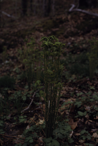 Interrupted fern (Osmunda claytoniana) in permanent plot 0709.