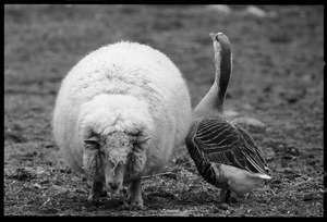 Sheep and goose standing together in a pasture during a spell of mild weather