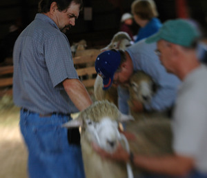 Franklin County Fair: Sheep being judged