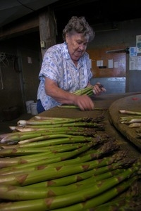 Hibbard Farm: woman at a round table, sorting and bunching asparagus