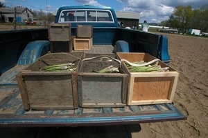 Hibbard Farm: crates of just-harvested asparagus in the bed of a pickup truck